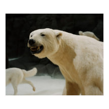 Polar Bear Flin