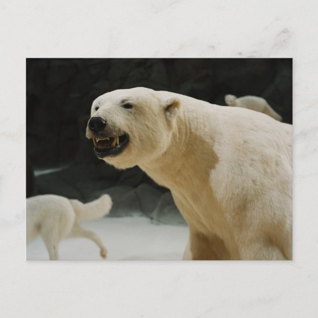 Polar Bear Flin Vykort (Framsida)