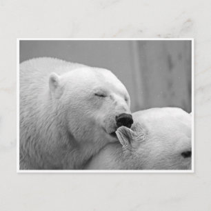 Polar Bear Friends-vykort Vykort