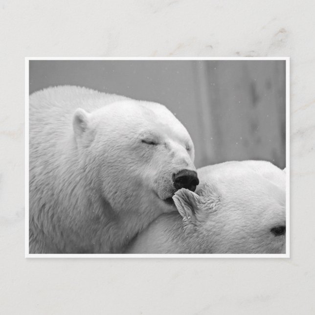 Polar Bear Friends-vykort Vykort (Framsida)
