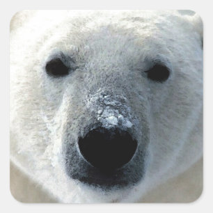 Polar Bear Fyrkantigt Klistermärke