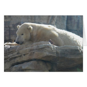 Polar Bear Hälsningskort