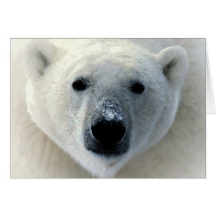 Polar Bear Hälsningskort
