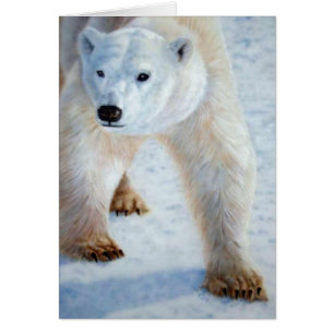 Polar Bear Hälsningskort