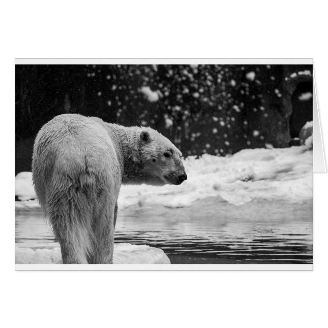 Polar Bear i snö Hälsningskort (Framsidan Horizontal)