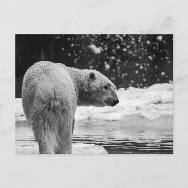 Polar Bear i Snö Vykort (Framsida)