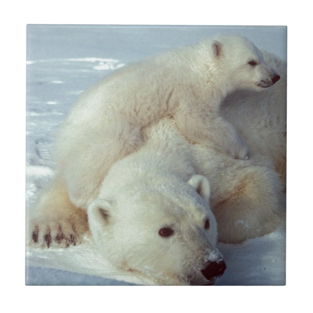 Polar Bear Kakelplatta (Framsidan)