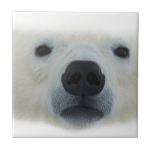 Polar Bear Kakelplatta