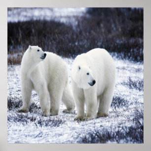 Polar Bear Kärlek Poster
