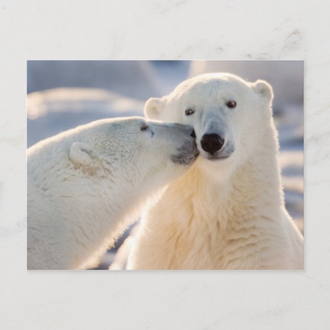 Polar Bear Kiss Helg Vykort (Framsida)