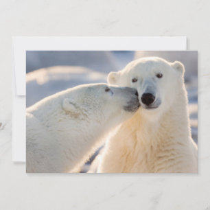 Polar Bear Kiss Julkort