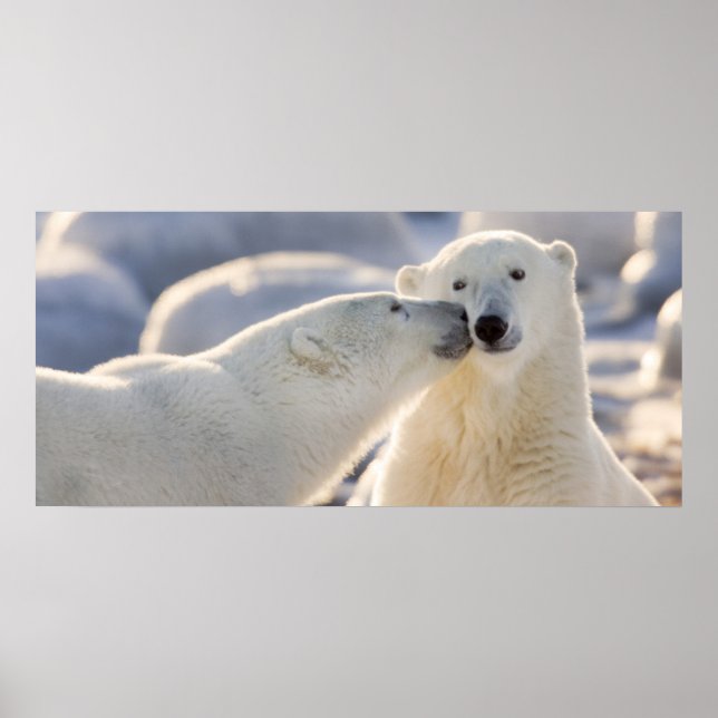 Polar Bear Kiss Poster (Framsidan)