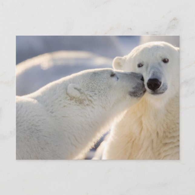 Polar Bear Kiss Vykort (Framsida)