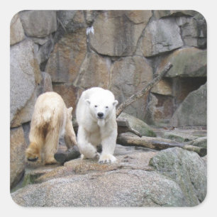 POLAR BEAR-klistermärken Fyrkantigt Klistermärke