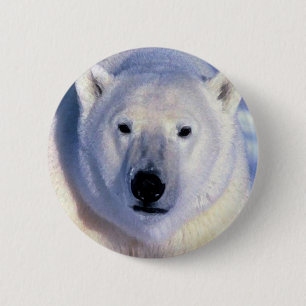 Polar Bear Knapp