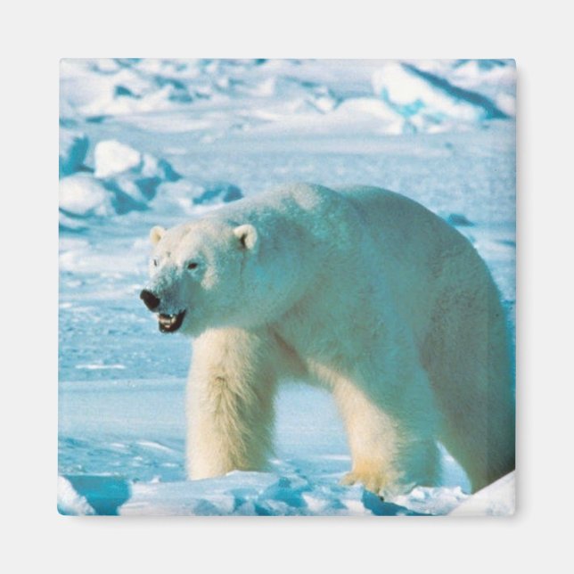 Polar Bear Magnet (Framsidan)