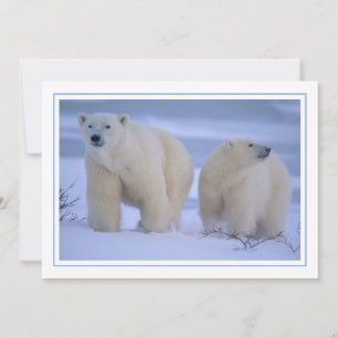 Polar Bear Mor med Unge i Snö Julkort