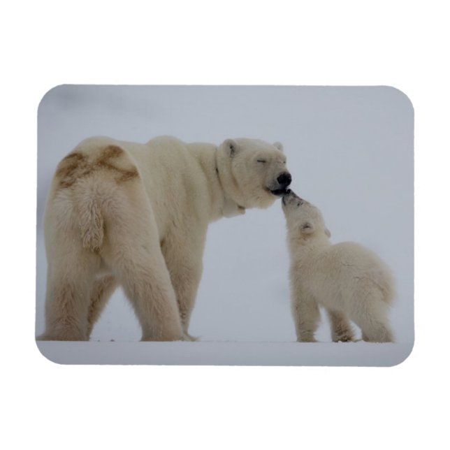 Polar Bear Mor med Unge Magnet (Horisontell)