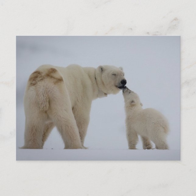Polar Bear Mor med Unge Vykort (Framsida)