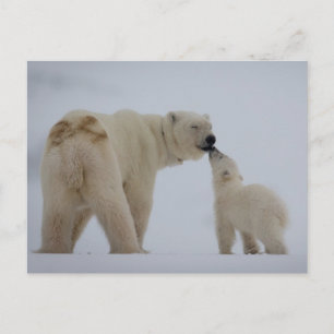 Polar Bear Mor med Unge Vykort