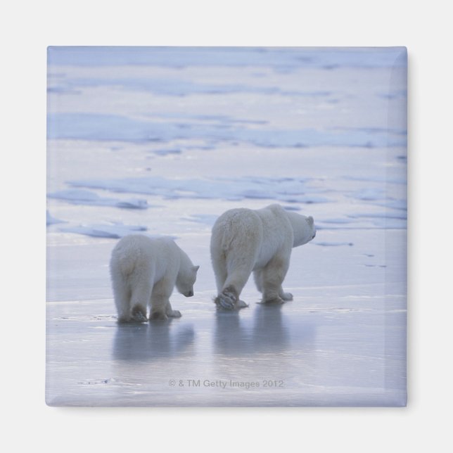 Polar Bear Mor och Unge Magnet (Framsidan)