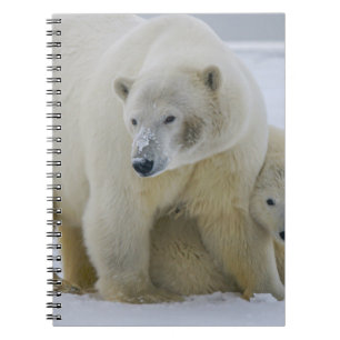POLAR BEAR MOR OCH UNGE NORTHERN ALASKA ANTECKNINGSBOK