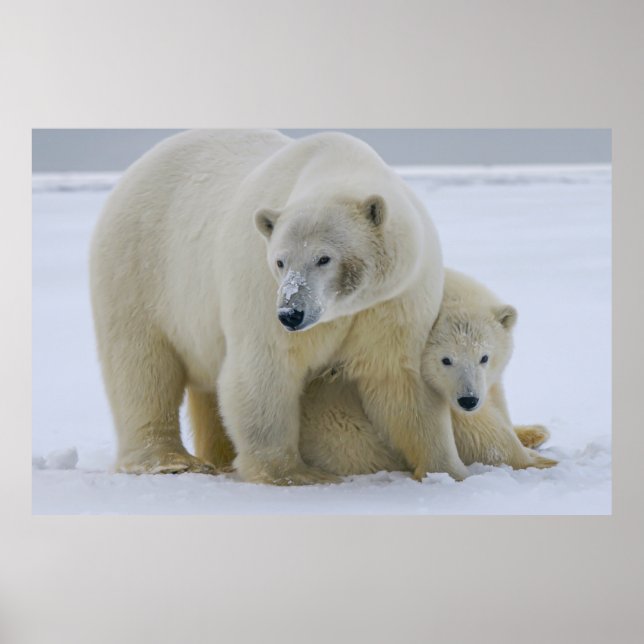 POLAR BEAR MOR OCH UNGE NORTHERN ALASKA POSTER (Framsidan)