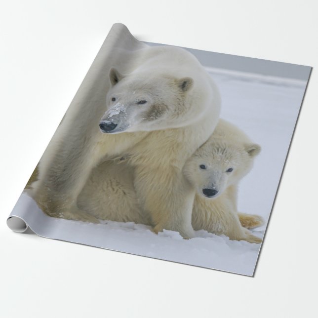 POLAR BEAR MOR OCH UNGE NORTHERN ALASKA PRESENTPAPPER (Utrullad)