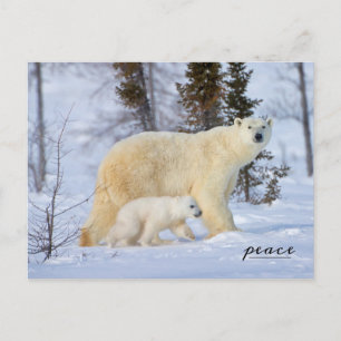 Polar Bear Mor och Unge på Tundra Helg Vykort