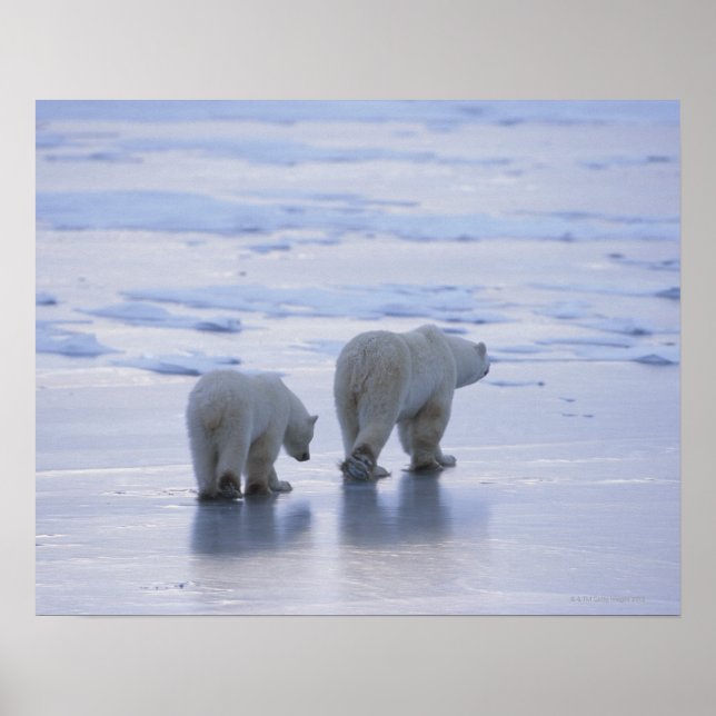 Polar Bear Mor och Unge Poster (Framsidan)