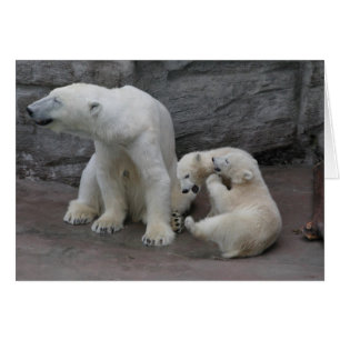 Polar Bear Morsa och Unge OBS Kort
