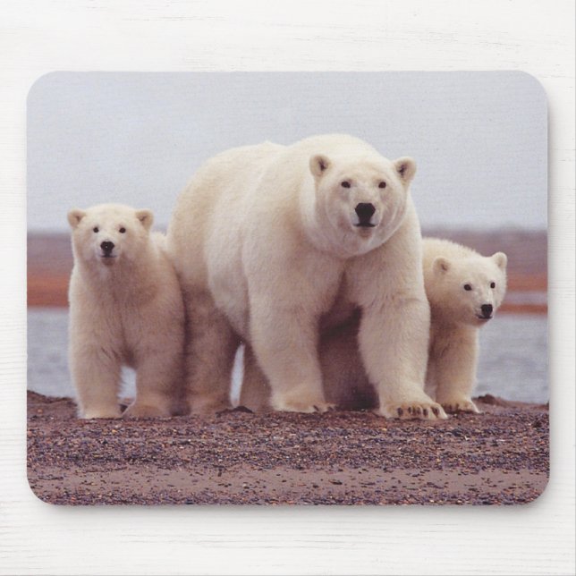 Polar Bear Mother and Cubs Photo Musmatta (Framsidan)
