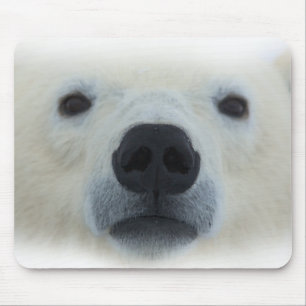 Polar Bear Musmatta