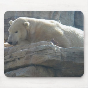 Polar Bear Musmatta