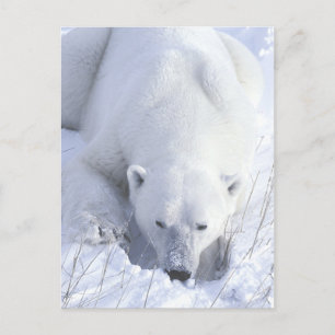 Polar Bear Nap Vykort