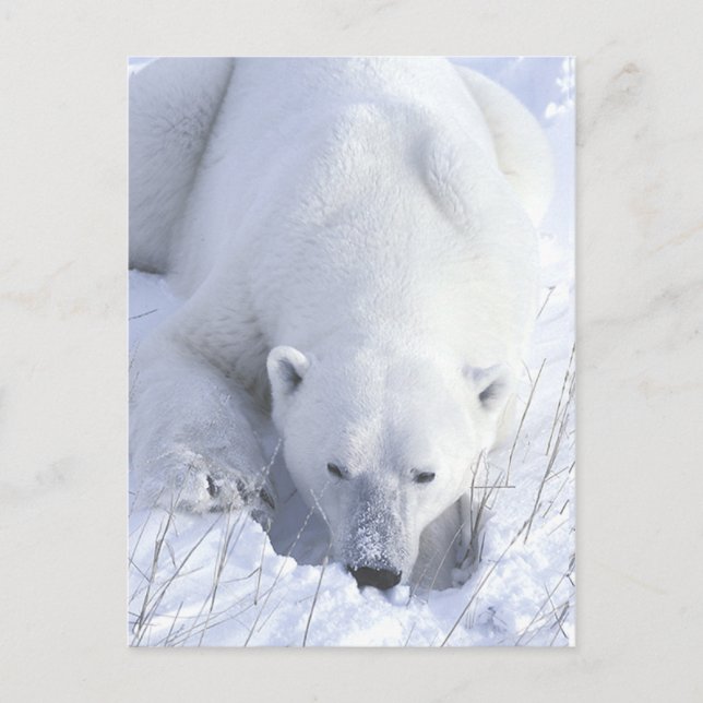 Polar Bear Nap Vykort (Framsida)