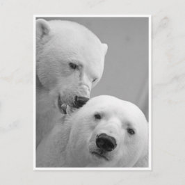 Polar Bear Nibbles Vykort