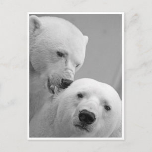Polar Bear Nibbles Vykort