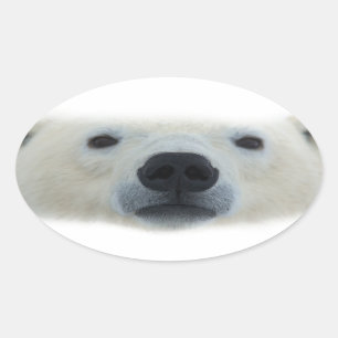 Polar Bear Ovalt Klistermärke