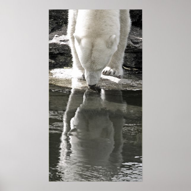 Polar Bear, Part Black and White (7) Poster (Framsidan)