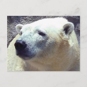 Polar Bear Photo Closeup Nikita Kansas City Zoo Vykort