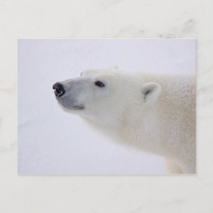 Polar Bear Porträtt Helg Vykort