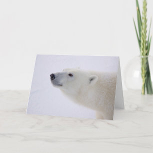 Polar Bear Porträtt Helgkort