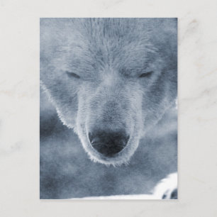 Polar Bear Porträtt Vykort