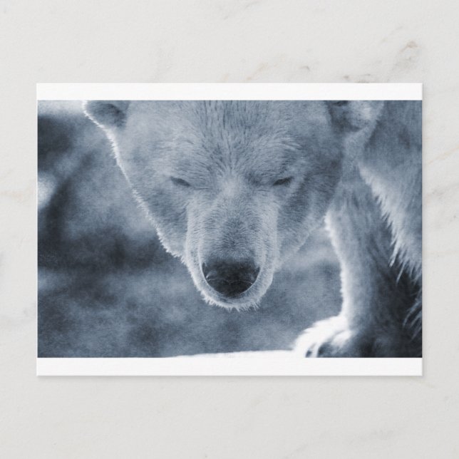 Polar Bear Porträtt Vykort (Framsida)