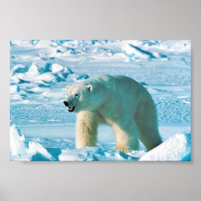 Polar Bear Poster (Framsidan)