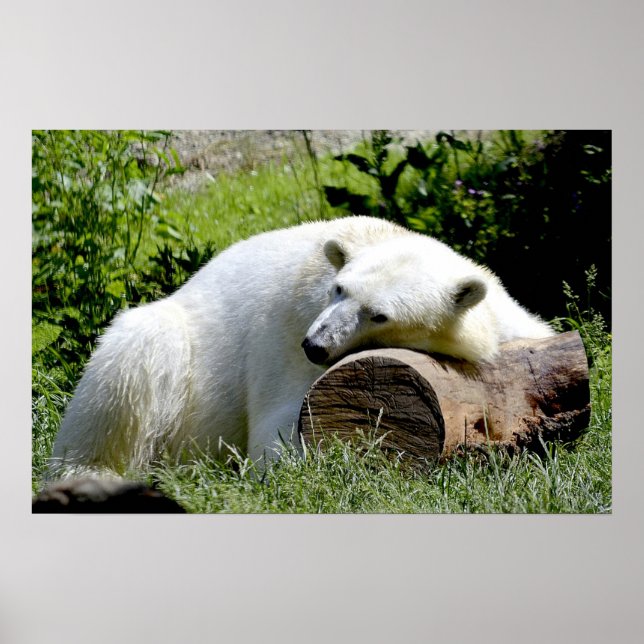 Polar Bear Poster (Framsidan)