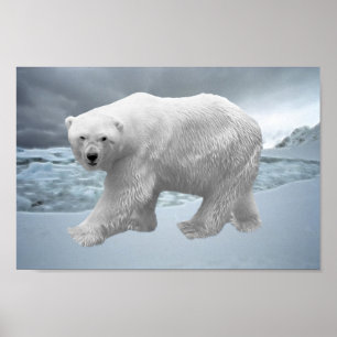 Polar Bear Poster