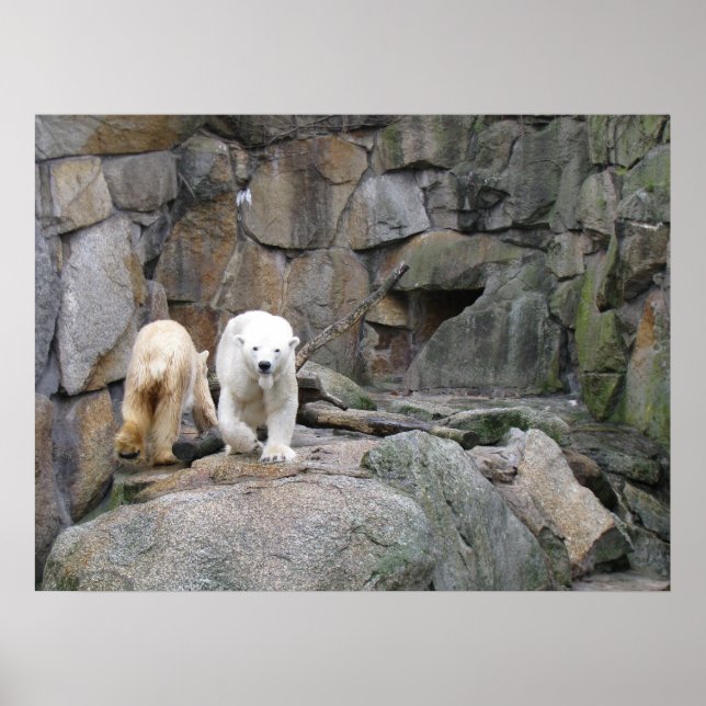 POLAR BEAR-poster Poster (Framsidan)