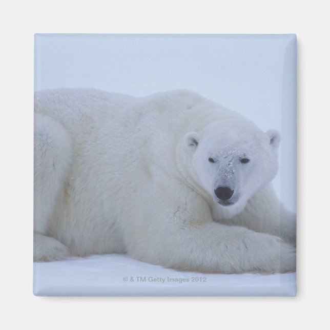 Polar Bear Resting i Snö Magnet (Framsidan)